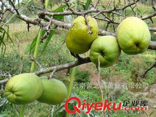 新鮮野生水果蔬菜--酸木瓜 開胃 fx美容 泡酒zl風濕痛原始圖片2