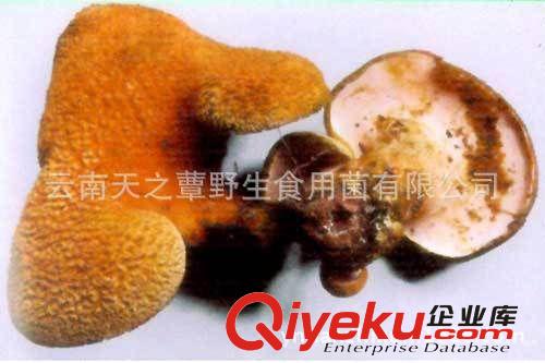 云南野生菌 速冻黑虎掌 冷到黑虎掌 干虎掌  黄虎掌