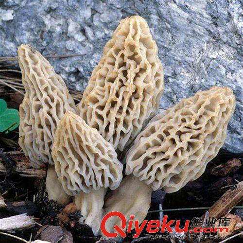 產(chǎn)地直批  野生羊肚菌  云南羊肚菌  新鮮羊肚菌 藏區(qū)尖頂羊肚菌原始圖片2