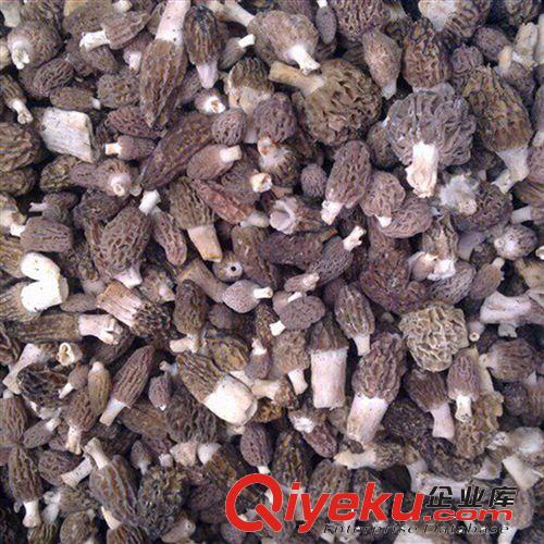 產(chǎn)地直批  野生羊肚菌  云南羊肚菌  新鮮羊肚菌 藏區(qū)尖頂羊肚菌原始圖片3