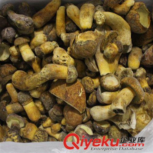 產(chǎn)地直批 云南野生菌 野生黃賴頭牛肝菌 黃牛肝菌 速凍黃賴頭原始圖片2