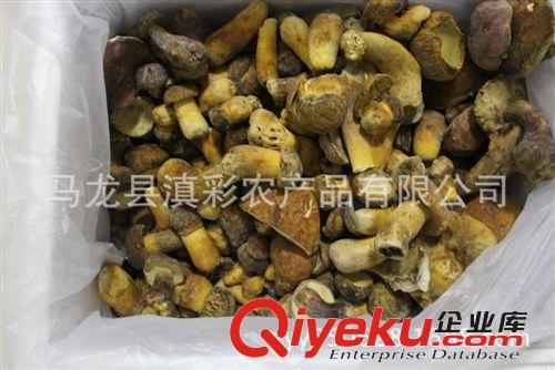 產(chǎn)地直批 云南野生菌 野生黃賴頭牛肝菌 黃牛肝菌 速凍黃賴頭原始圖片3