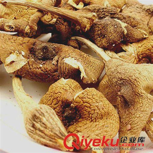 速凍雞樅菌 產(chǎn)地直批 荔枝菌 野生大白雞樅菌 量大從優(yōu) 云南滇彩