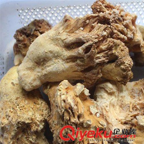 產(chǎn)地直批 珊瑚菌 速凍珊瑚菌 量大從優(yōu) 云南滇彩 野生珊瑚菌