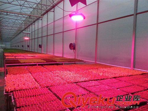 LED植物燈投光燈20W