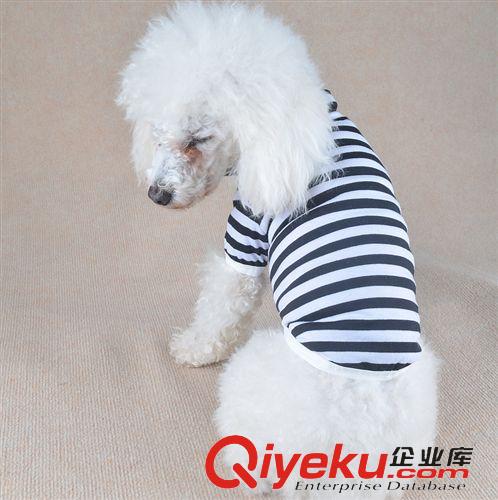 寵物衣服 慕斯pocky條紋polo春夏裝 寵物漸變衣服 小狗狗衣服泰迪貴賓用原始圖片3