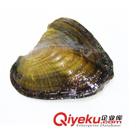 珍珠河蚌-Pearl anodont 8-9珍珠小蚌批發 小貝飾品 超市商場促銷現場加工珍珠飾品 131120