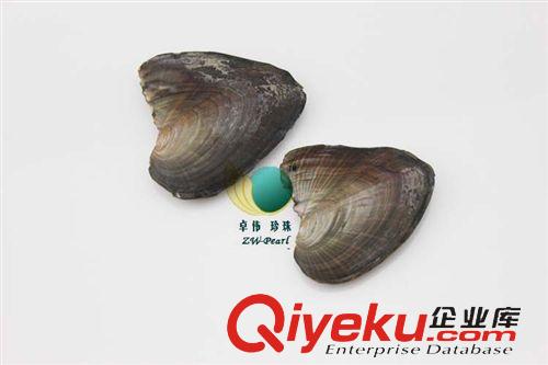 珍珠河蚌-Pearl anodont 8-9珍珠小蚌批發 小貝飾品 超市商場促銷現場加工珍珠飾品 131120原始圖片2