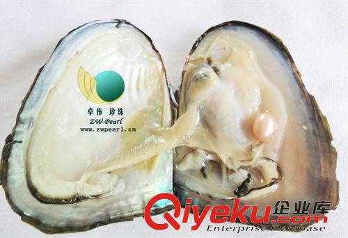 珍珠河蚌-Pearl anodont 【供應(yīng)】珍珠小河蚌貝類(lèi)超市商場(chǎng)促銷(xiāo)用7-8mm小蚌飾品0930