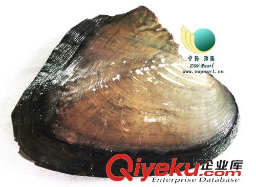 珍珠河蚌-Pearl anodont 【供應(yīng)】珍珠小河蚌貝類(lèi)超市商場(chǎng)促銷(xiāo)用7-8mm小蚌飾品0930