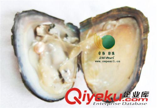 珍珠河蚌-Pearl anodont 【供應(yīng)】珍珠小河蚌貝類(lèi)超市商場(chǎng)促銷(xiāo)用7-8mm小蚌飾品0930