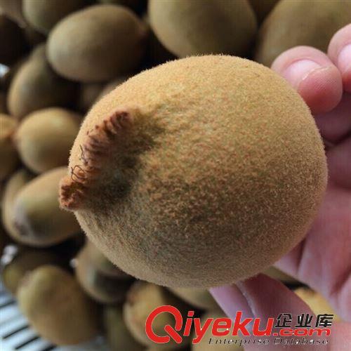 「代理區」下單專區 【8斤裝】鴨嘴金奇異果 黃心mh桃 新鮮水果原始圖片2