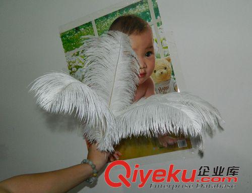 各類羽毛 【工廠】批發(fā)鴕鳥(niǎo)羽毛 任意顏色30-35cm 鴕鳥(niǎo)羽毛 鴕鳥(niǎo)毛白色