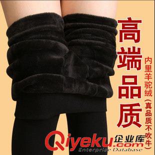 冬款 爆款 韩版加厚无缝一体裤 大码珍珠绒打底裤秋冬 女士保暖裤 批发