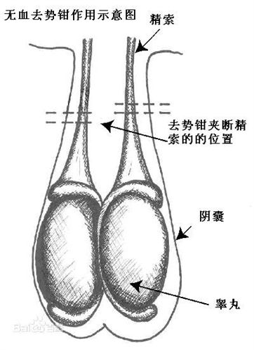 其他鉗類工具 供應(yīng) 優(yōu)質(zhì)牛羊 去勢鉗 廠家tj 量大從優(yōu)