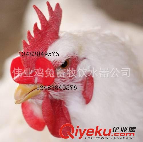 雞用產(chǎn)品 雞眼鏡/ 雞眼罩/ 防啄眼鏡/ 雞眼鏡批發(fā)/生產(chǎn)雞眼鏡/養(yǎng)殖設(shè)備