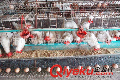雞眼鏡/鼻簽/腳環 獸用養雞設備/ 帶孔防琢/雞眼鏡/山雞眼罩/野雞眼鏡