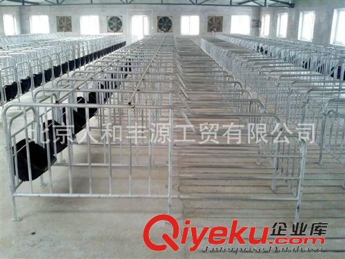 豬欄/豬產床/保育床/限位欄 廠家定做 后備豬用單體豬欄 母豬限位欄 后備豬定位欄 公豬欄