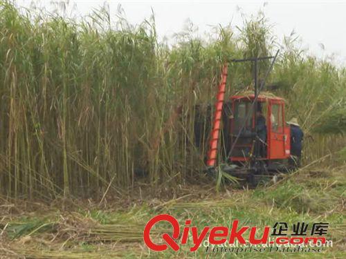蘆葦收割機(jī) 供優(yōu)質(zhì)農(nóng)業(yè)新機(jī)械，蘆葦收割機(jī) 收割機(jī) 新收獲機(jī)械 秸稈收割機(jī)械原始圖片3