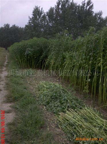 蘆葦收割機 供優質{gx}4GL-180新型黃麻收割機、紅麻收割機 收割機 農機原始圖片3