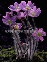 手袋箱包 手提袋數(shù)碼印花, 熱轉(zhuǎn)印.數(shù)碼直噴印花,成衣數(shù)碼印花皮革印花