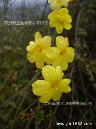 相框、相架 蘇州廣告促銷禮品,絲印,移印,曲面印