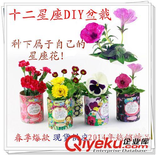 七月份新品 十二星座花 幸運花 防輻射迷你植物工藝品 辦公室diy盆栽創意禮品
