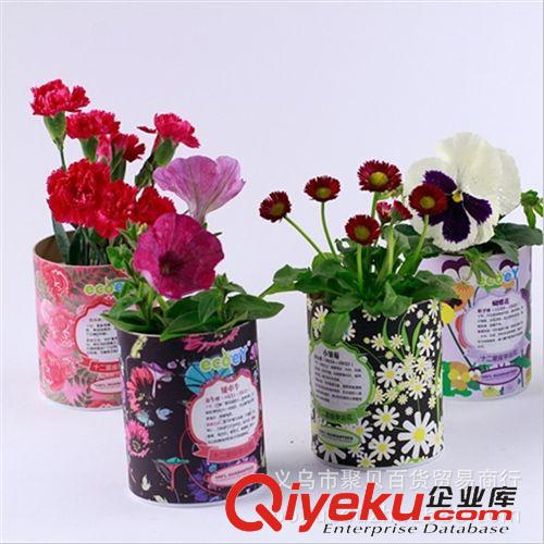七月份新品 十二星座花 幸運花 防輻射迷你植物工藝品 辦公室diy盆栽創意禮品原始圖片2