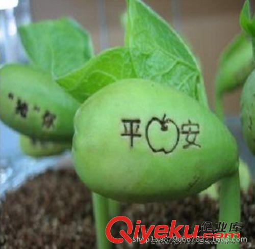 開心農場/自種草系列 1天秤座開心農場盆栽魔豆種子創意迷你植物 花草 種植 栽培 愛情原始圖片2