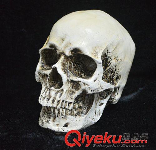 【萬圣節(jié)用品】 萬圣節(jié)珍藏版gf真1：1人類頭骨模型 醫(yī)學(xué)頭骨 樹脂骷髏頭原始圖片2