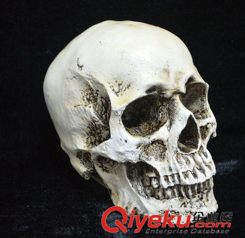 【萬圣節(jié)用品】 萬圣節(jié)珍藏版gf真1：1人類頭骨模型 醫(yī)學(xué)頭骨 樹脂骷髏頭原始圖片3