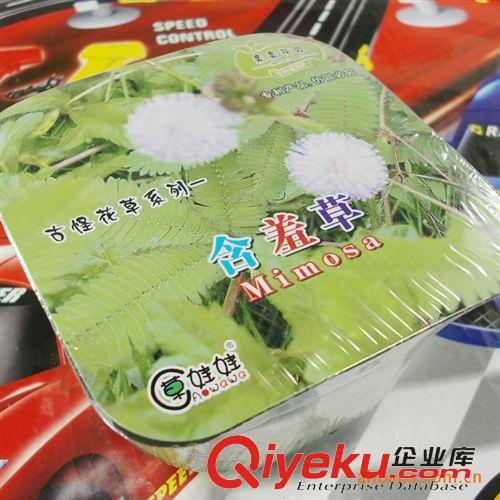 新奇玩具 DIY生態(tài)玩具 迷你 QQ開心農場果園 農場果園 開心農場 小含羞草