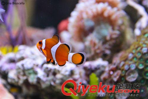 電動(dòng)玩具 {qg}神奇可愛多寶魚玩具 gf真電子歡樂游水功能 水中新寵玩意兒