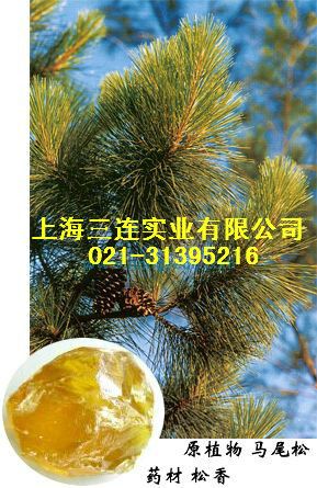 tr樹脂 供應(yīng)桶裝松香，國標(biāo)一級鐵桶225KG蒸汽法