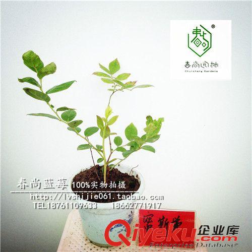 藍(lán)莓專屬區(qū) 藍(lán)莓苗，南高叢密斯梯（薄霧）促銷中，適應(yīng)性強(qiáng)口感好，一棵即發(fā)原始圖片2