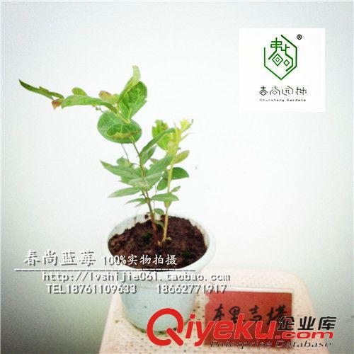 藍莓專屬區(qū) 藍莓樹苗，北高叢布里吉塔.組培苗。不易生病，產(chǎn)量高