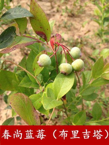 藍莓專屬區(qū) 藍莓樹苗，北高叢布里吉塔.組培苗。不易生病，產(chǎn)量高