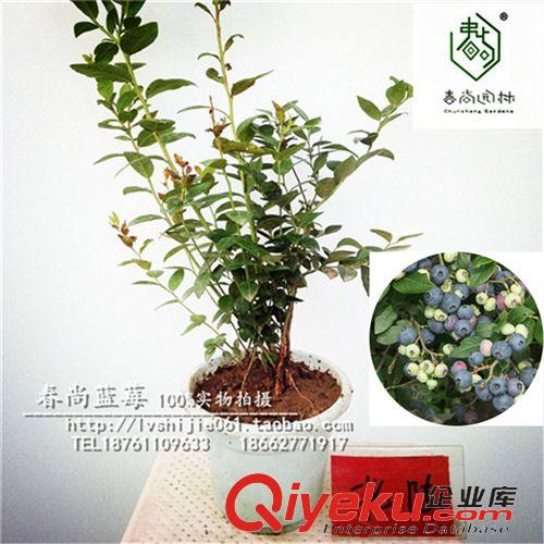 藍莓專屬區(qū) 藍莓苗北陸，看貨起苗，藍莓帶盆帶土發(fā)貨脫毒苗盆栽藍莓苗