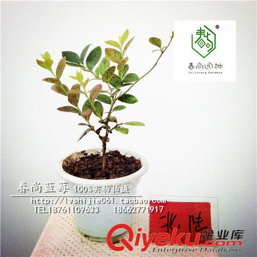 藍莓專屬區(qū) 藍莓苗北陸，看貨起苗，藍莓帶盆帶土發(fā)貨脫毒苗盆栽藍莓苗