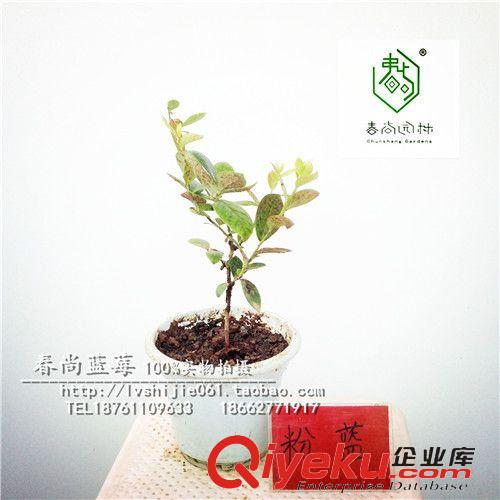 藍莓專屬區 藍莓苗，精品兔眼粉藍。帶盆帶土發貨，抗病強，產量大原始圖片2