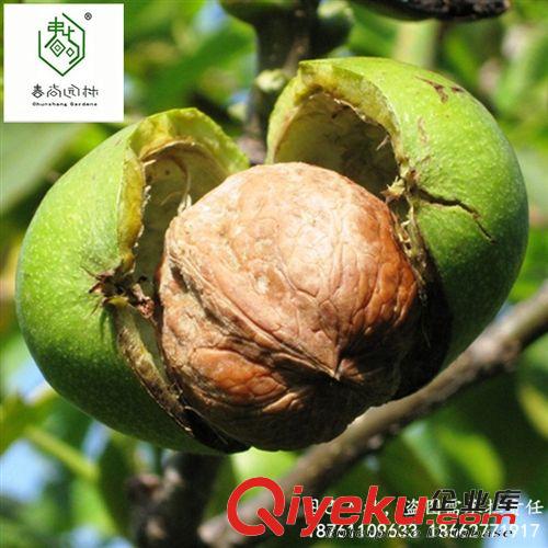 gd果樹 中華壽桃苗 蜜桃苗 zz嫁接壽桃果樹苗 南方北方果樹苗 桃樹苗