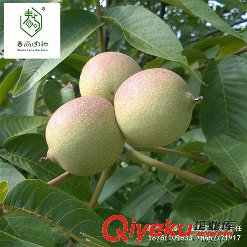 gd果樹 核桃苗 8518 香玲 美國薄皮 zz嫁接核桃苗 當(dāng)年結(jié)果 基地直銷原始圖片2
