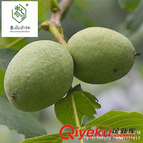 gd果樹 核桃苗 8518 香玲 美國薄皮 zz嫁接核桃苗 當(dāng)年結(jié)果 基地直銷原始圖片3