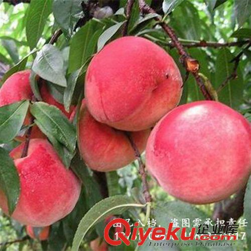 gd果樹 中華壽桃苗 蜜桃苗 zz嫁接壽桃果樹苗 南方北方果樹苗 桃樹苗原始圖片2