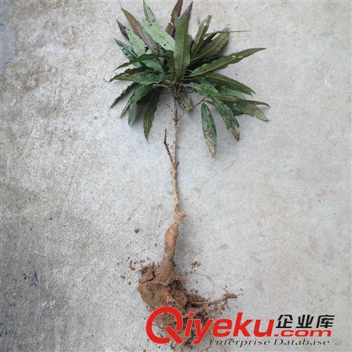 gd果樹 中華壽桃苗 蜜桃苗 zz嫁接壽桃果樹苗 南方北方果樹苗 桃樹苗原始圖片3
