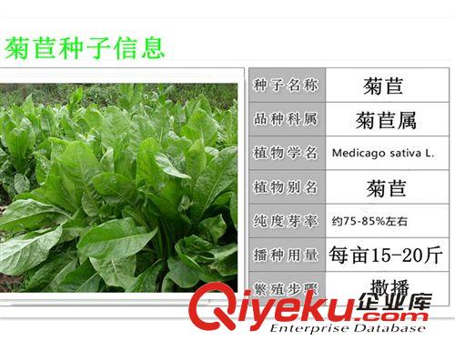精品種子系列 進(jìn)口牧草種子菊苣，高蛋白，高產(chǎn)細(xì)纖維好吸收，雞鴨鵝{sx}牧草原始圖片2