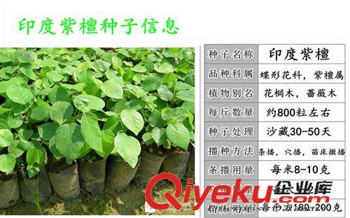 精品種子系列 新采紫檀種子價(jià)格，印度紫檀種子價(jià)格，小葉紫檀種子價(jià)格原始圖片2