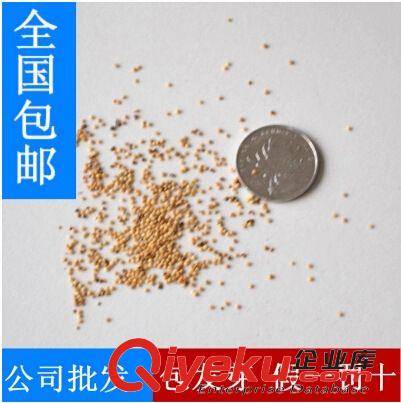 精品種子系列 新采紫檀種子價(jià)格，印度紫檀種子價(jià)格，小葉紫檀種子價(jià)格