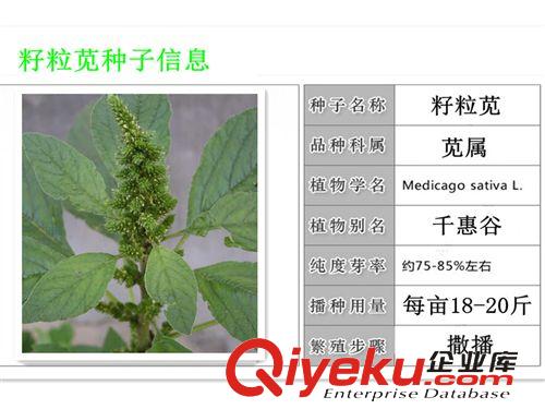 精品種子系列 進口牧草種子，美國籽粒莧種子價格，高產高蛋白{sx}原始圖片2