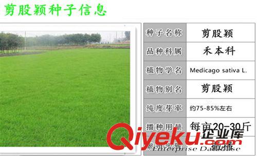 精品種子系列 進口草坪種子  匍匐剪股穎種子價格  耐踐踏   耐干旱原始圖片2